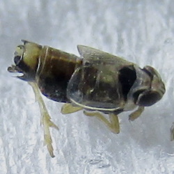 Hyledelphax elegantulus